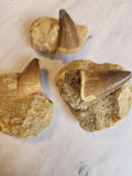 Fossil: Mosasaur Tooth