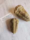 Fossil: Trilobite