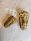 Fossil: Trilobite