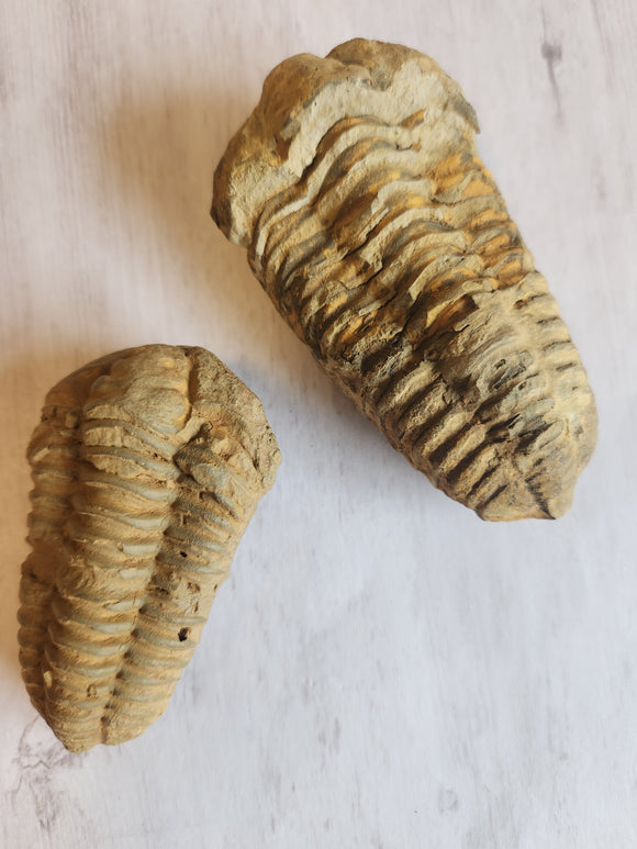 Fossil: Trilobite