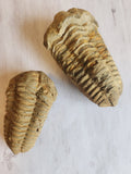 Fossil: Trilobite