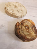 Petrified Wood Slabs