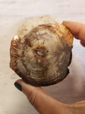 Petrified Wood Slabs
