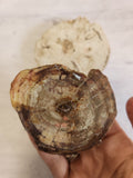 Petrified Wood Slabs