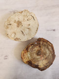Petrified Wood Slabs