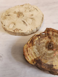 Petrified Wood Slabs