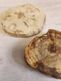 Petrified Wood Slabs