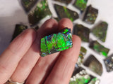 Ammolite