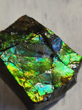 Ammolite