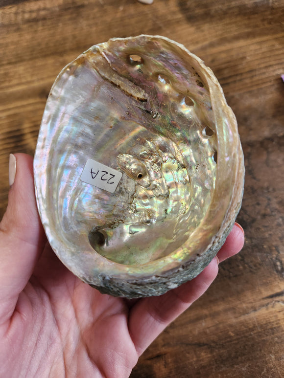 Abalone Shell