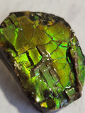 Ammolite